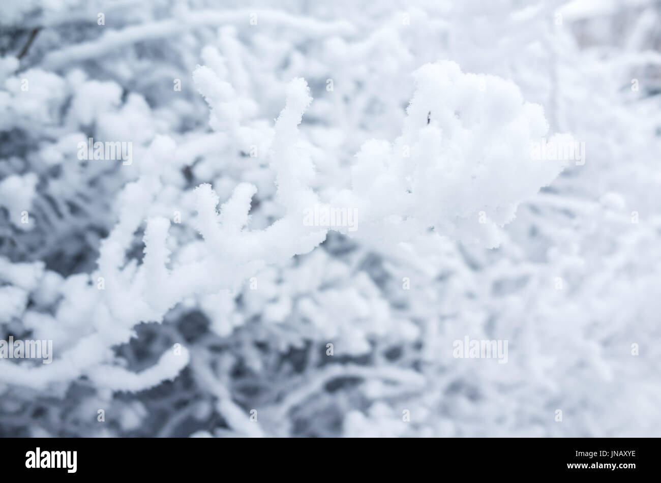 Les branches d'arbres couverts de givre, et montrer la nature d'hiver, fond photo Banque D'Images