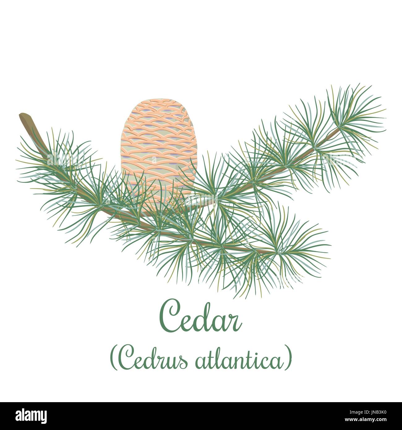 Cedar tree twig avec un cône. Branche verte de Cedrus atlantica. Vector illustration pour l'étiquette, poster, spa, la conception, les cosmétiques, les soins de santé naturels prod Illustration de Vecteur