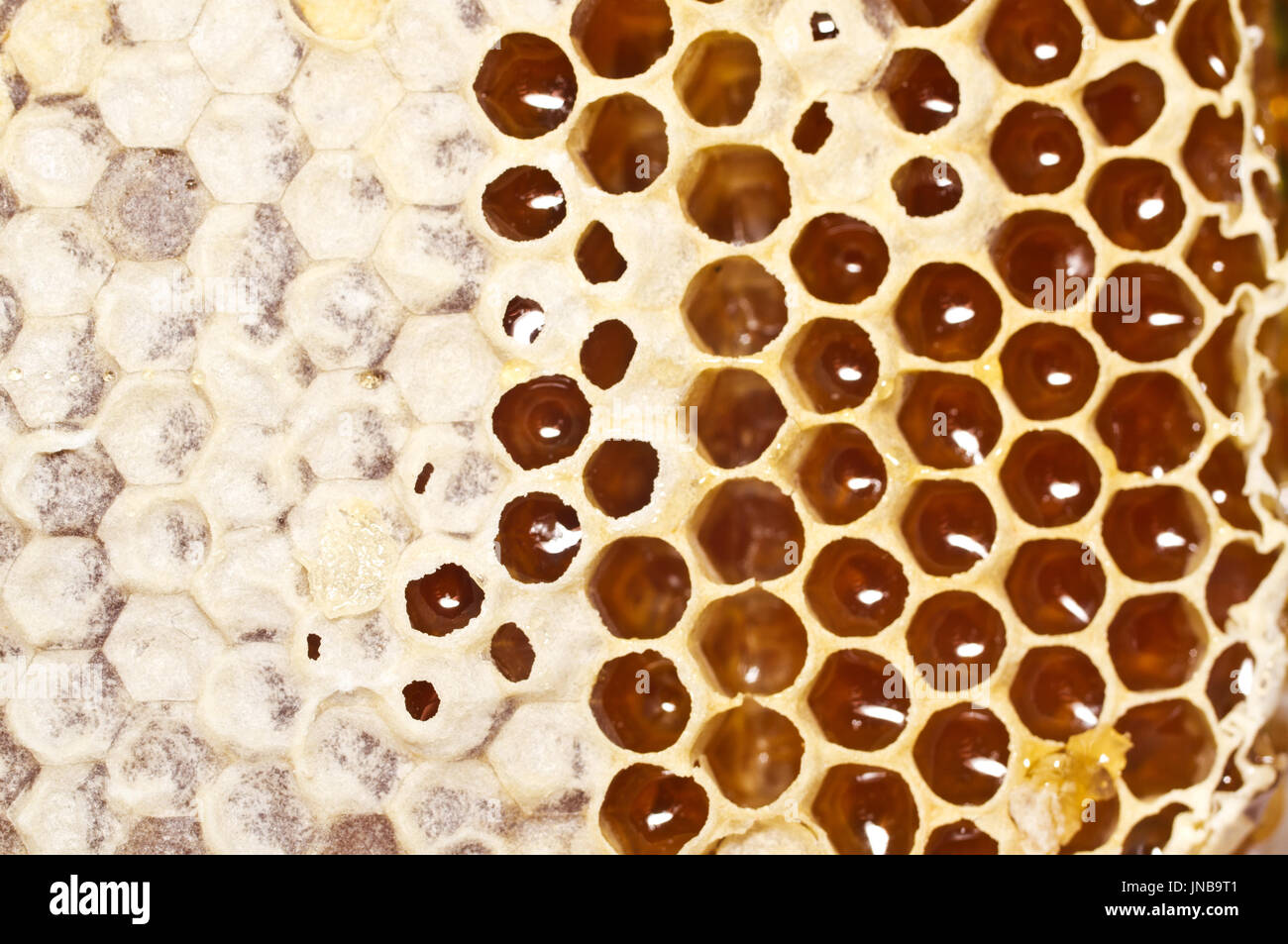 De miel avec le miel en libre. Macro Banque D'Images