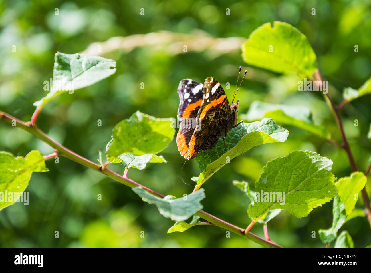 Une vue ventrale d'un Vulcain (Vanessa atalanta) papillon, avec une partie de la dorsale gauche montrant. Wenlock Edge, Shropshire, au Royaume-Uni. Banque D'Images