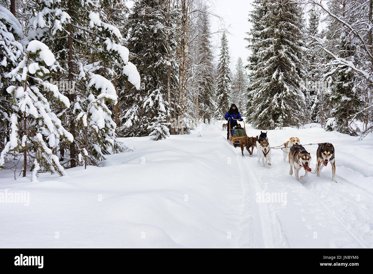 Rovaniemi, Finlande - le 3 mars 2017 : les gens sur traîneau chiens husky dans la forêt d'hiver, à Rovaniemi, Laponie, Finlande du Nord Banque D'Images
