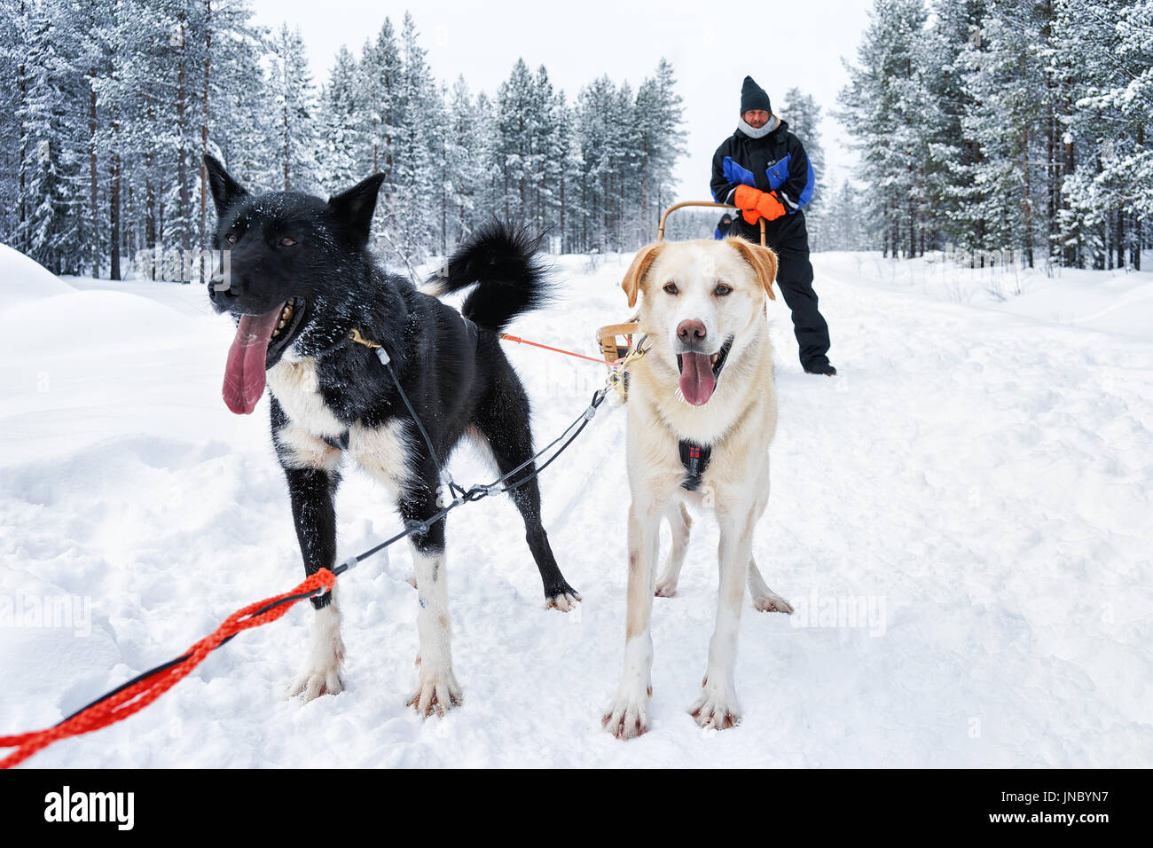 Rovaniemi, Finlande - mars 3, 2017 : l'homme sur les chiens husky sleigh en hiver forêt, Rovaniemi, Laponie, Finlande du Nord Banque D'Images