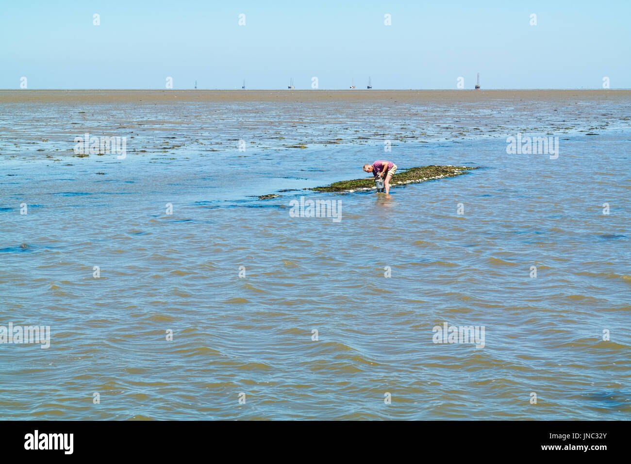Man la collecte des moules de moulière naturelle en eau peu profonde à marée basse, mer de Wadden, Pays-Bas Banque D'Images