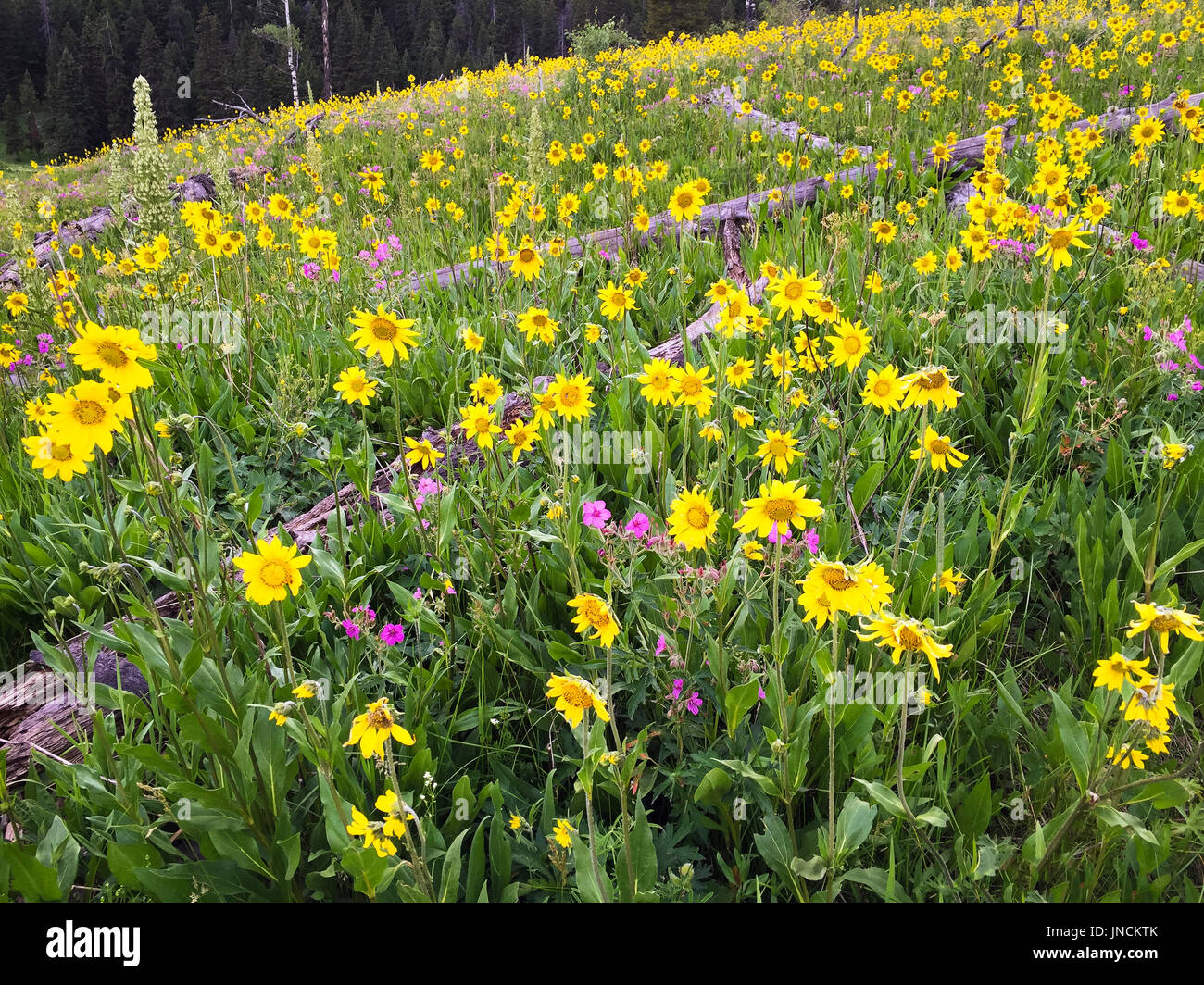 Fleurs sauvages dans la vallée Lamar près de Pebble Creek Campground, Yellowstone National Park, Wyoming. Banque D'Images