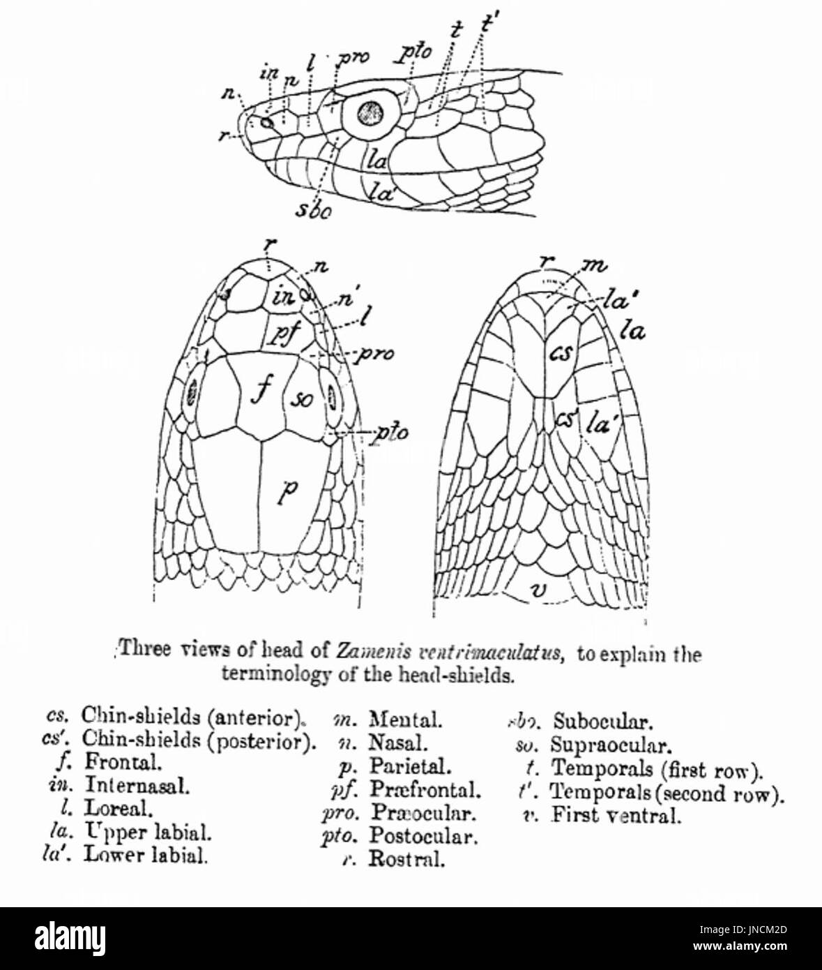 Le diagramme linéaire de G.A. Boulenger's La faune de l'Inde britannique (1890) illustrant la terminologie de boucliers sur la tête du serpent. Banque D'Images
