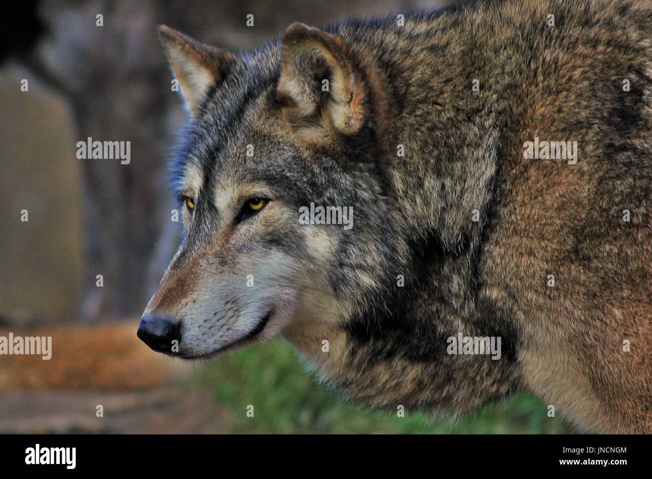 Regardant le loup Banque D'Images