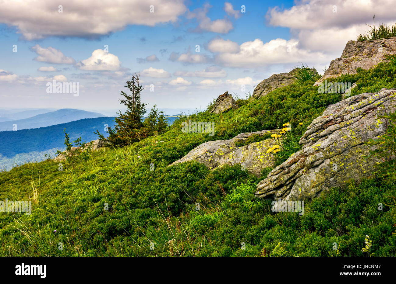 Sapin solitaire parmi les gros rochers sur pente gazonnée. bel vewpoint avec hill et le pic dans la distance. joli paysage de montagne avec ciel bleu et clou Banque D'Images