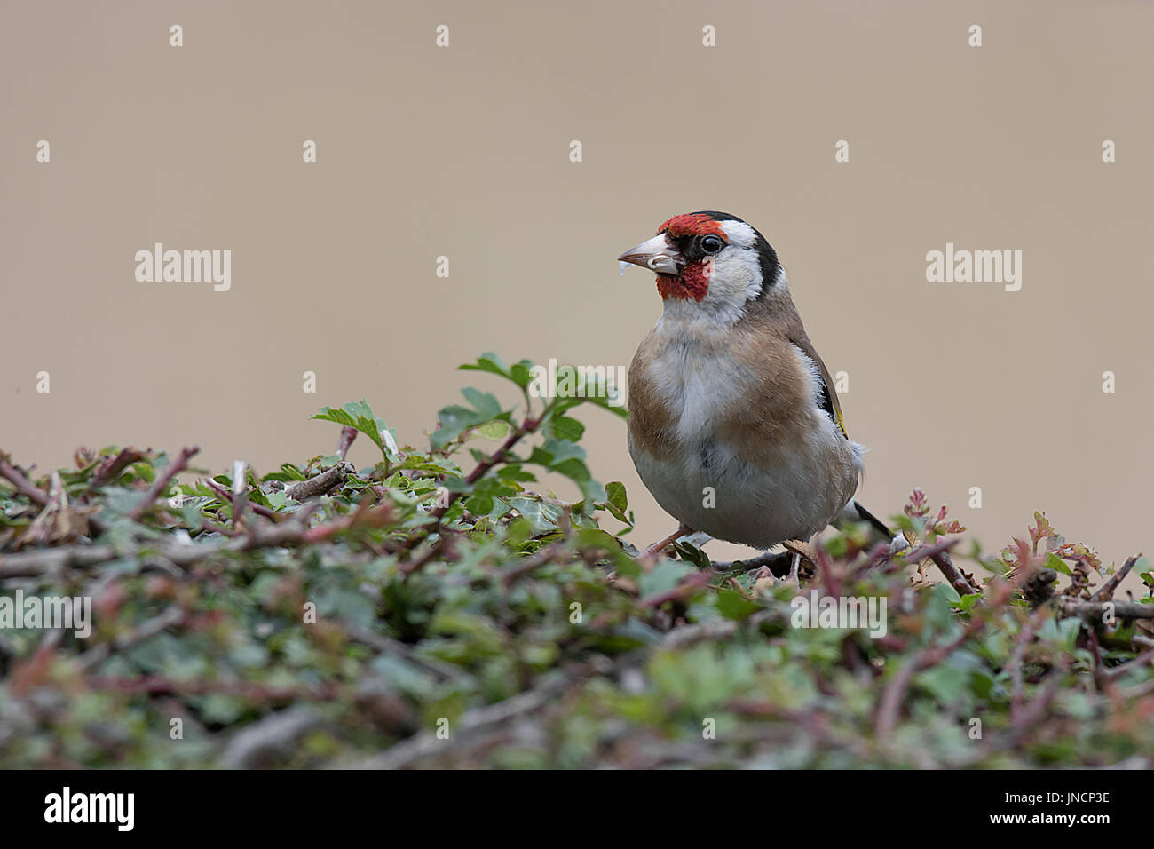 Un gros plan d'un adulte chardonneret perché sur une haie à gauche et avec de la nourriture dans son bec Banque D'Images