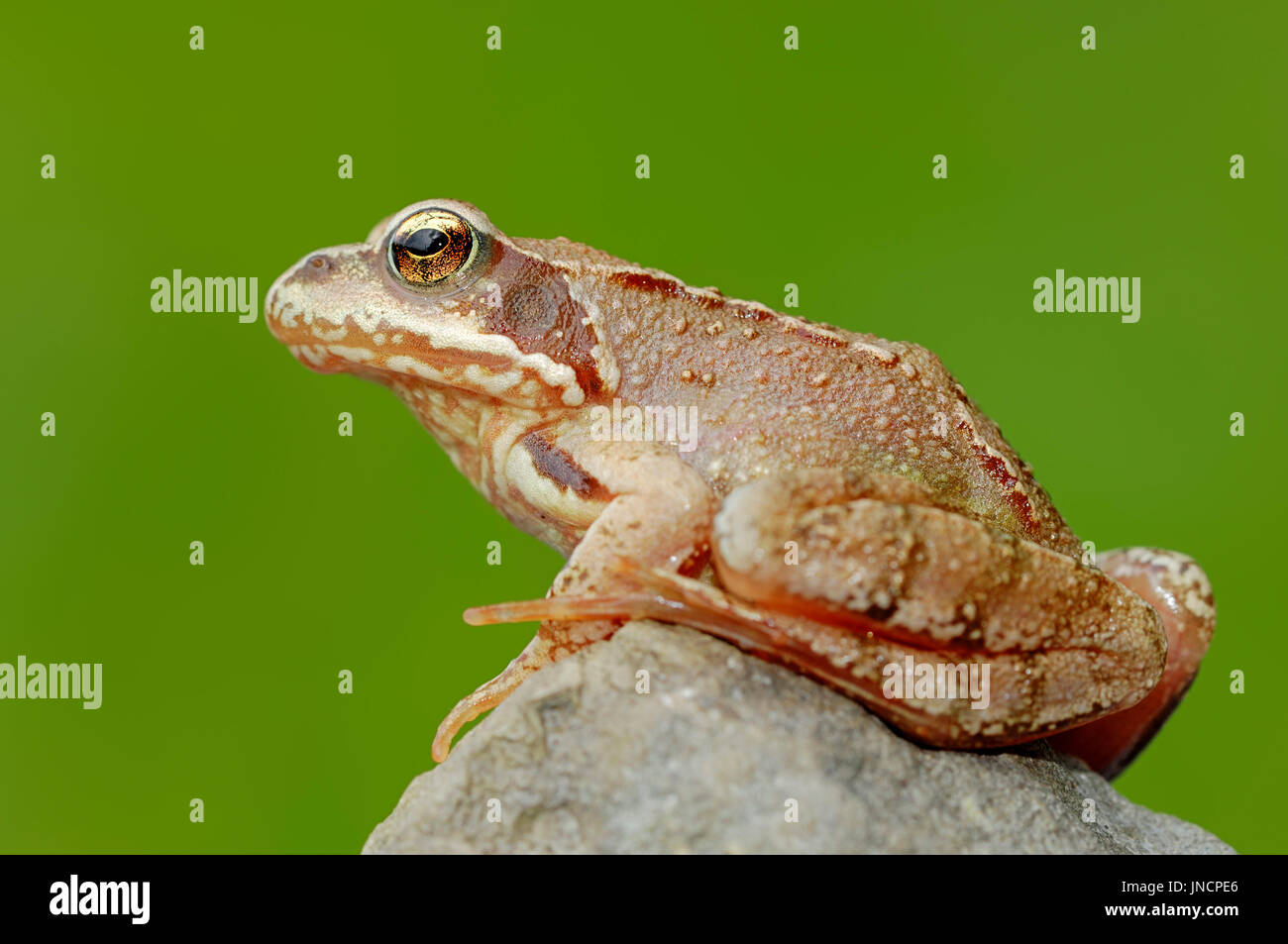 Grenouille européen commun, en Rhénanie du Nord-Westphalie, Allemagne / (Rana temporaria) | Grasfrosch, Nordrhein-Westfalen, Deutschland / (Rana temporaria) Banque D'Images