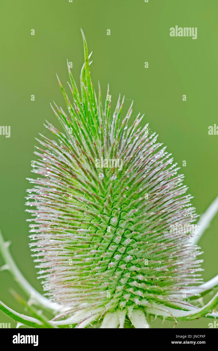 Cardère sauvage, Rhénanie du Nord-Westphalie, Allemagne / (Dipsacus sylvestris, Dipsacus silvester, Dipsacus fullonum) Banque D'Images