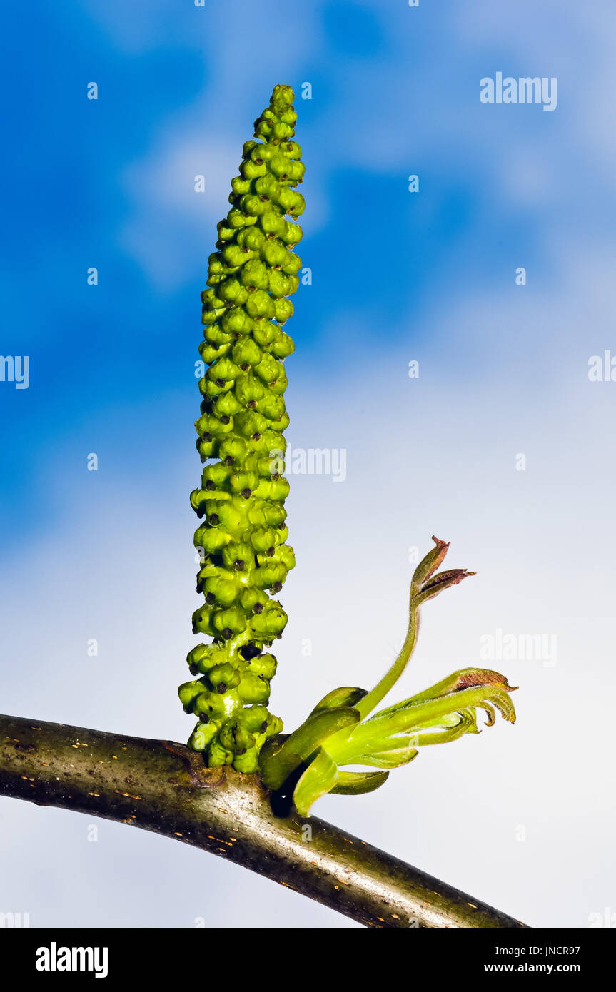 Les fleurs mâles dans le chaton d'un noyer commun (Juglans regia). Banque D'Images