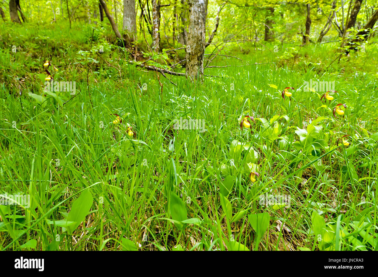 Le cypripède blanc (Cypripedium calceolus) dans son habitat naturel. Banque D'Images