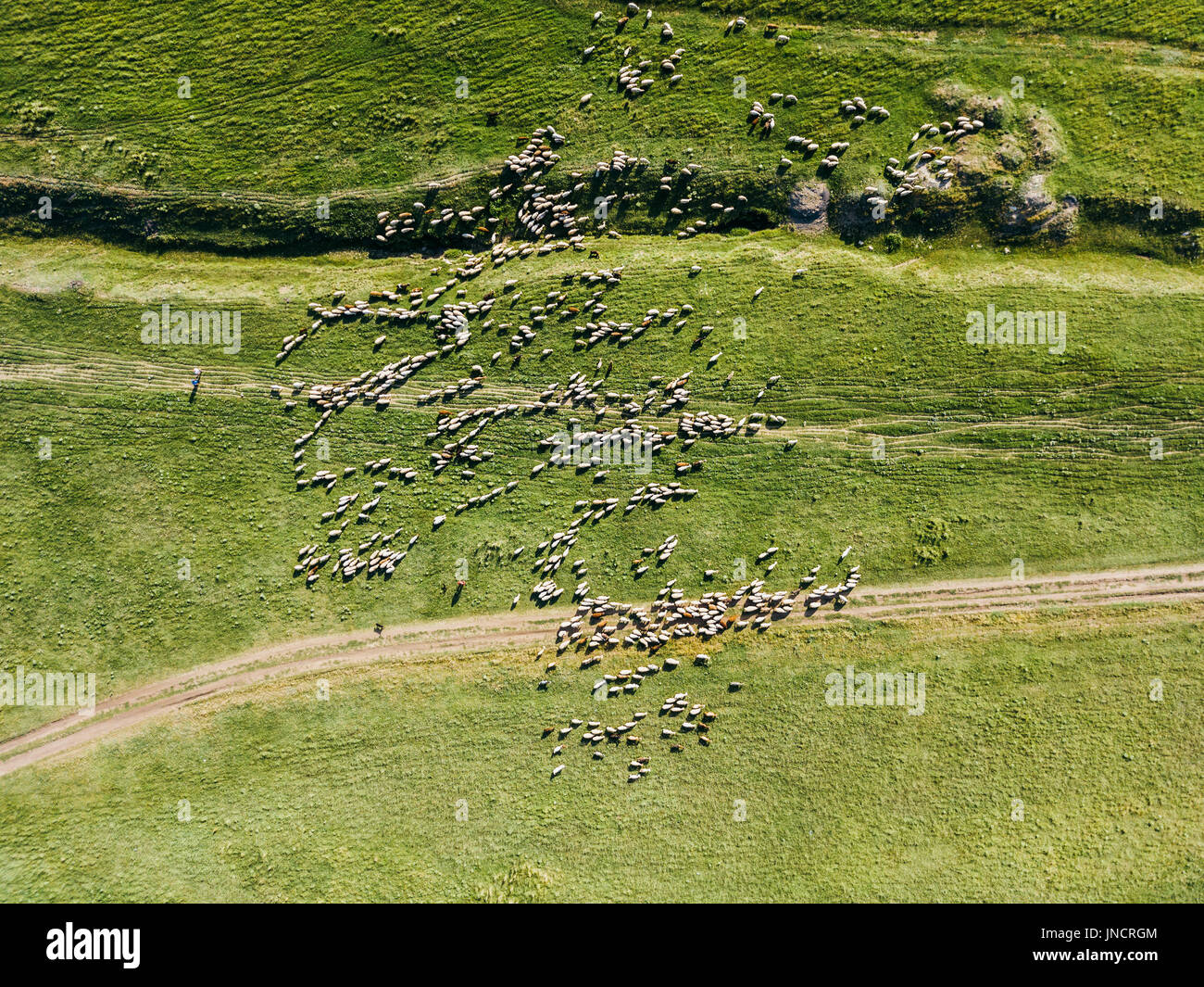 Drone aérien Vue de l'alimentation du troupeau de moutons sur l'herbe Banque D'Images