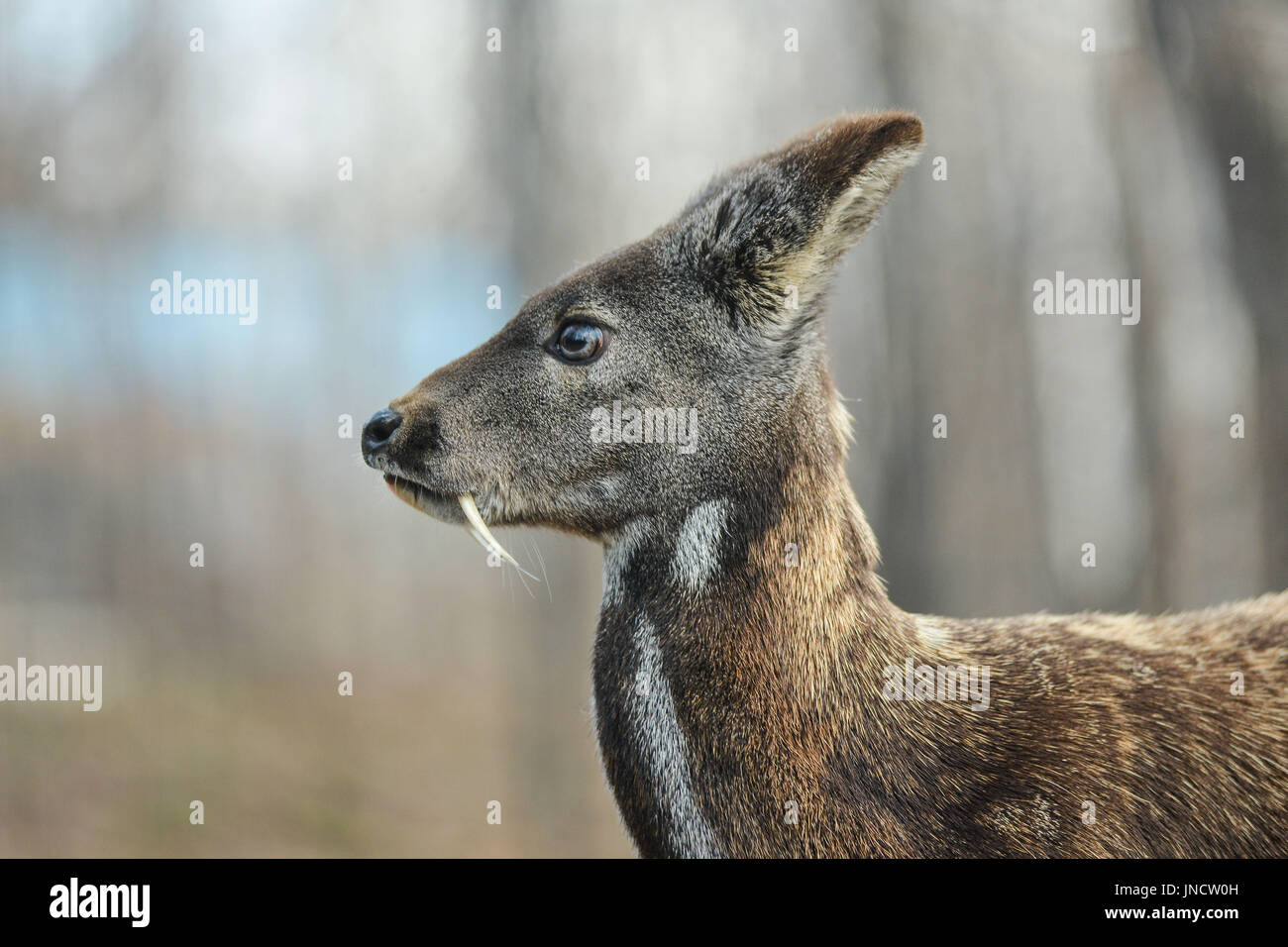 Animal à sabots de cerfs porte-musc de Sibérie Paire rare Photo Stock -  Alamy