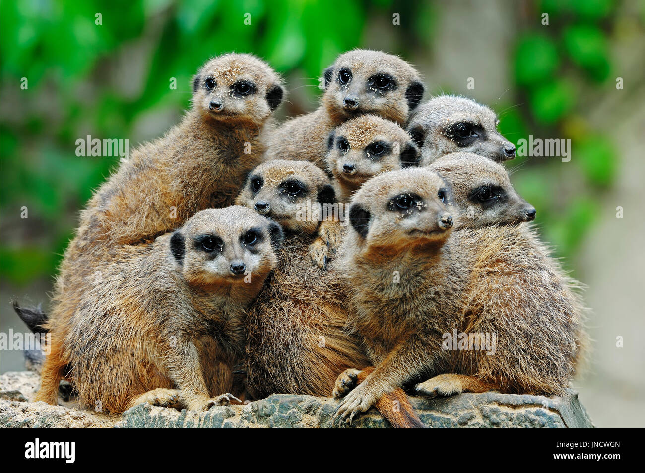 Les suricates (Suricata suricatta) / / / Erdmaennchen | Suricate (Suricata suricatta) / Erdmännchen, Surikate Banque D'Images