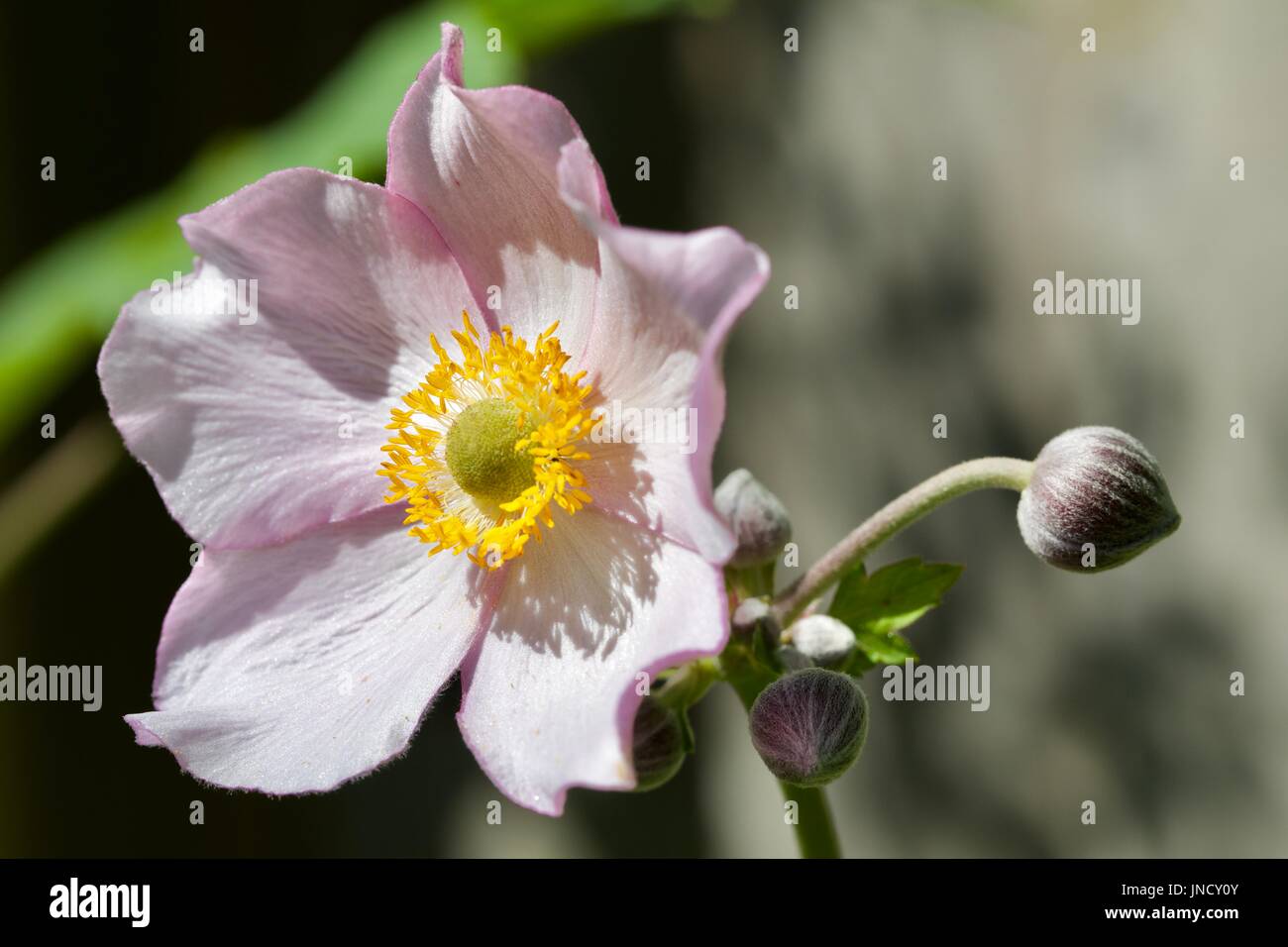 Anemone japonais, japonais windflower Banque D'Images