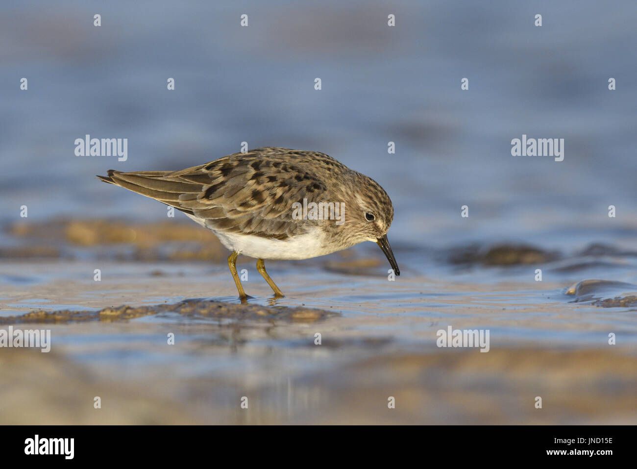 Le travail de Temminck - Calidris temminckii Banque D'Images