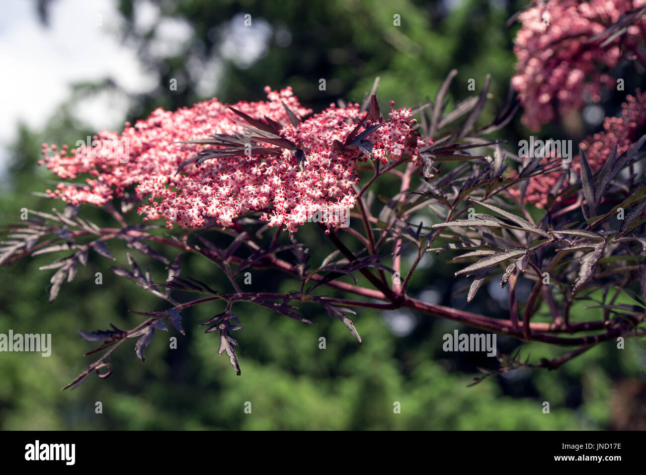 La superbe dentelle noire le sureau (Sambucus nigra 'Eva') avec ses fleurs violet-noir Feuilles et fleurs rose crème Banque D'Images