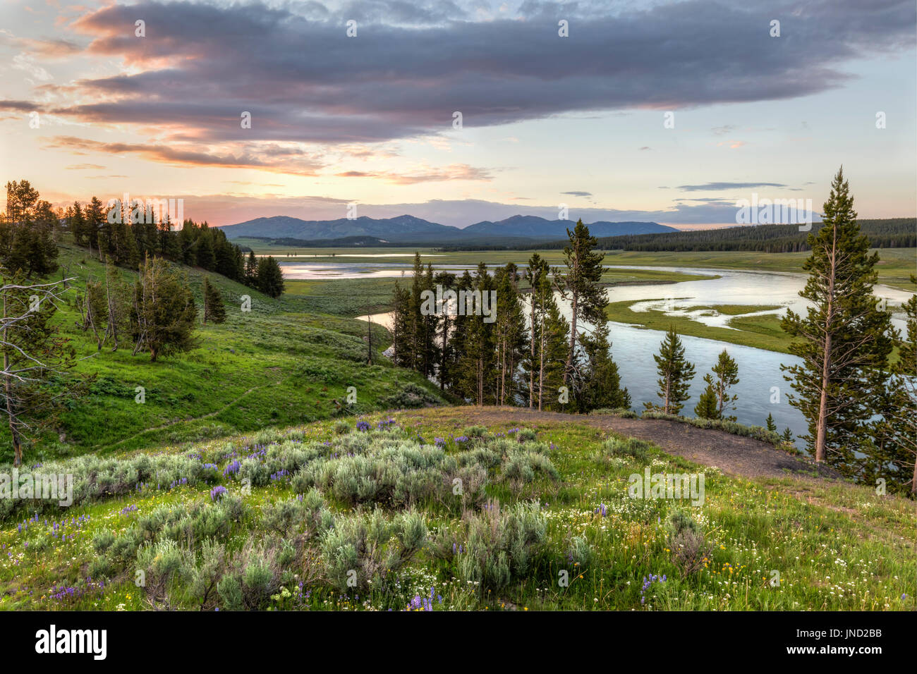 Une colline de fleurs sauvages dans la Hayden Valley avec coucher du soleil reflétée dans la rivière Yellowstone dans le Parc National de Yellowstone, Wyoming. Banque D'Images