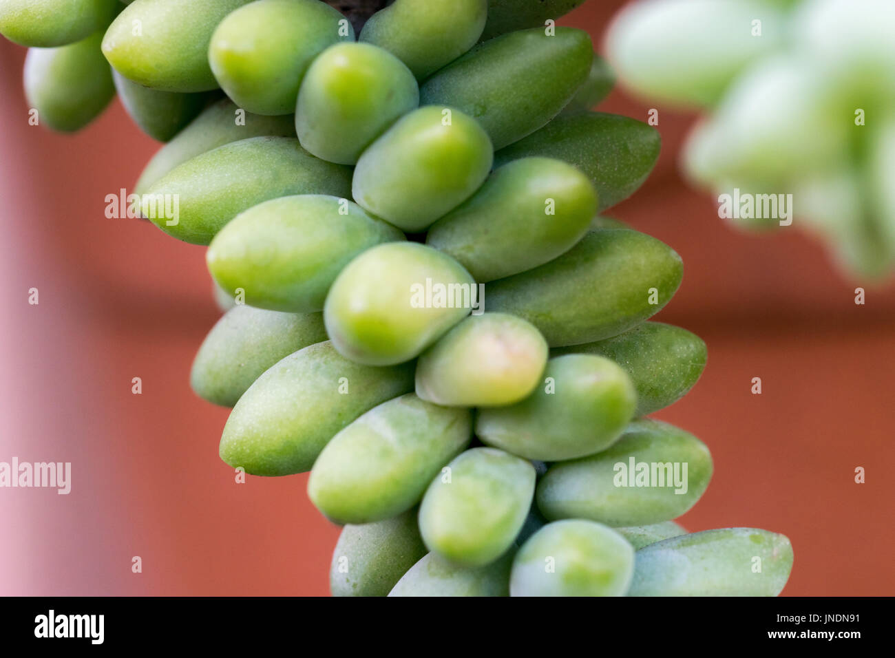 Sedum morganianum (Baudet, la Queue queue de l'Âne, la queue, la queue de cheval) Monde - plante grasse originaire du Mexique Banque D'Images