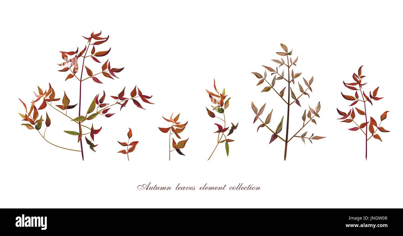 Vector autumn leaf tree branches différentes de l'art designer feuilles naturelles feuillage éléments colorés dans un style aquarelle, collection. Beauté décorative Illustration de Vecteur