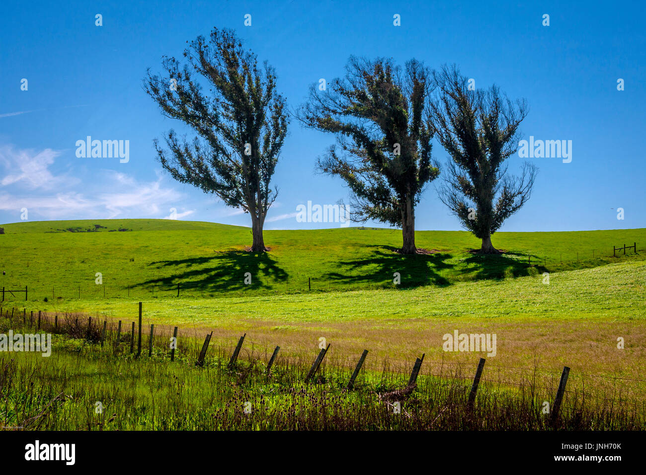 Trois arbres dans une ligne en diagonale avec de l'herbe et clôturés. Banque D'Images