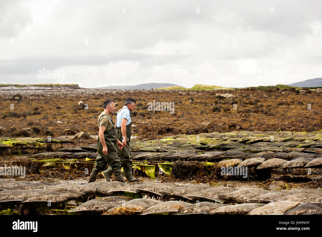 Worker carrying metal sac avec les huîtres sur Oyster Farm, Kilcolgan, co.Galway, 20 juillet 2016 Banque D'Images