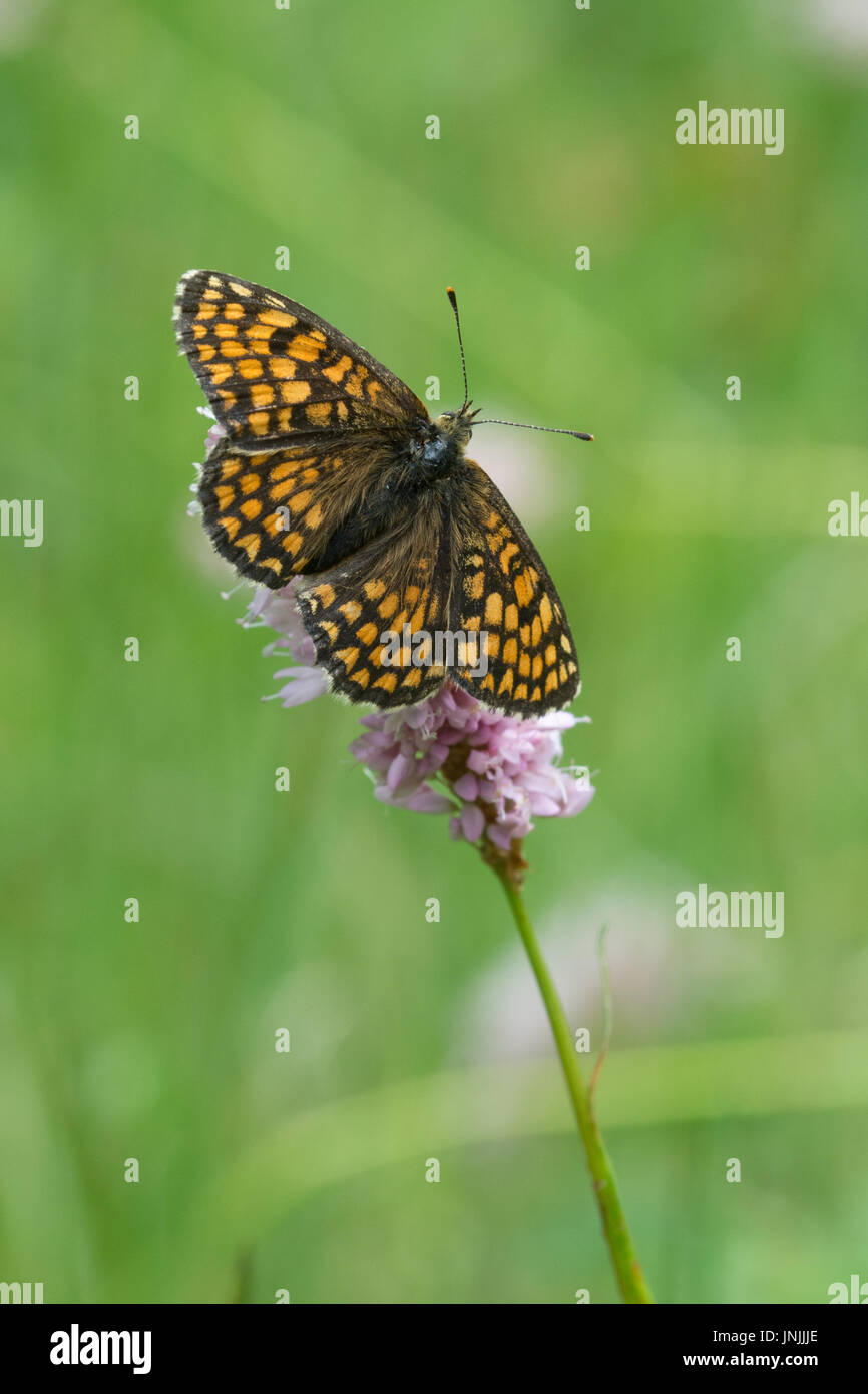 Heath fritillary (Melitaea athalia papillon) perché sur une fleur sauvage Banque D'Images