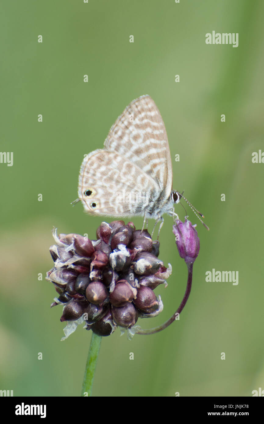 Lang's short-tailed blue butterfly (Leptotes pirithous) recueillir le nectar des fleurs sauvages dans une prairie, dans les Alpes Françaises Banque D'Images