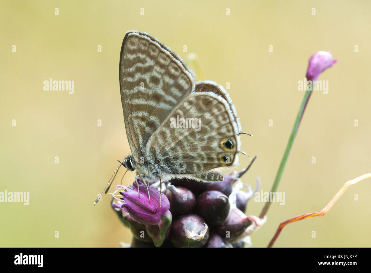Lang's short-tailed blue butterfly (Leptotes pirithous) recueillir le nectar des fleurs sauvages dans une prairie, dans les Alpes Françaises Banque D'Images