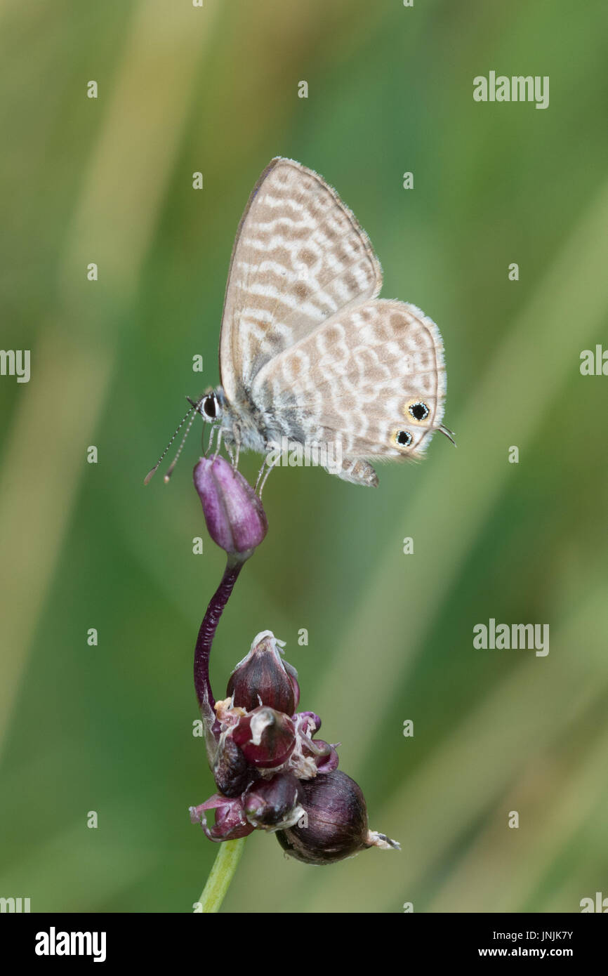 Lang's short-tailed blue butterfly (Leptotes pirithous) recueillir le nectar des fleurs sauvages dans une prairie, dans les Alpes Françaises Banque D'Images