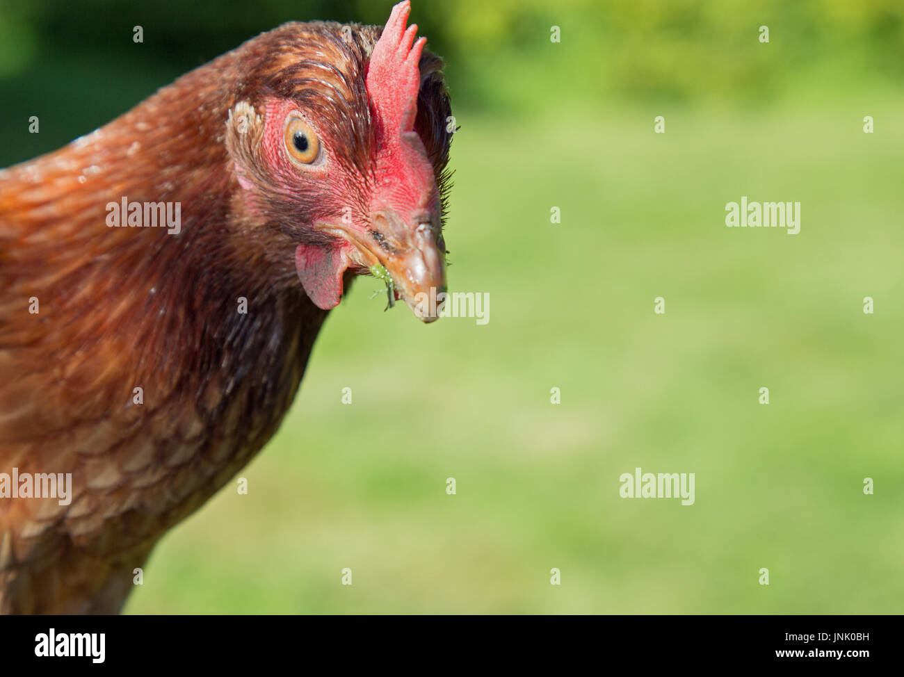 Des poulets dans le jardin Banque D'Images