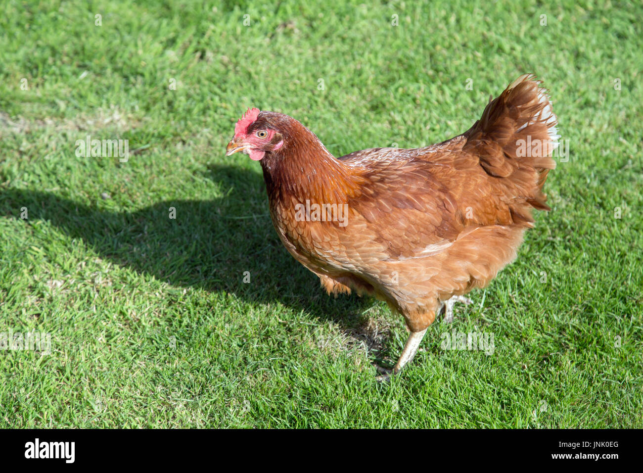 Des poulets dans le jardin Banque D'Images