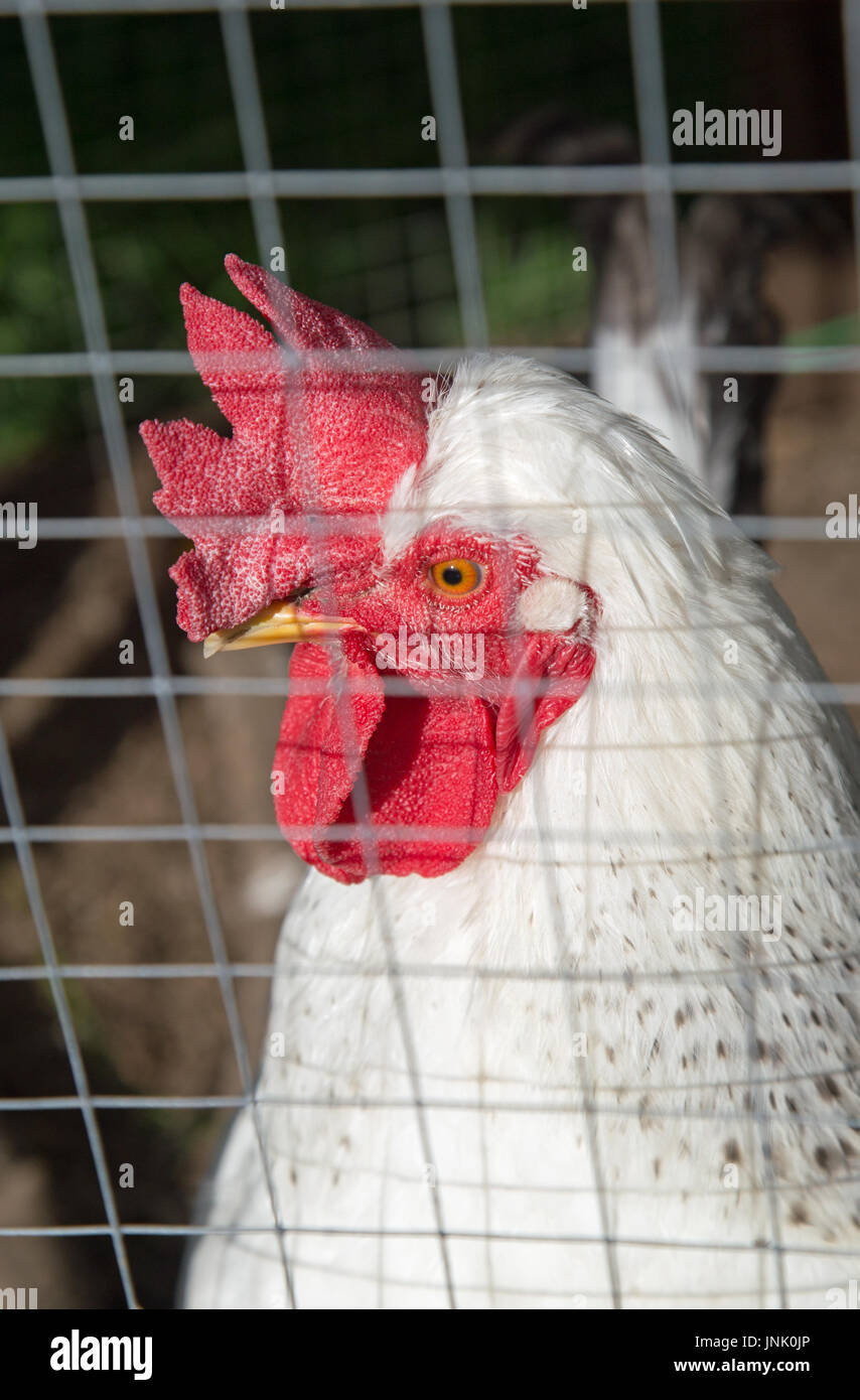 Des poulets dans le jardin Banque D'Images