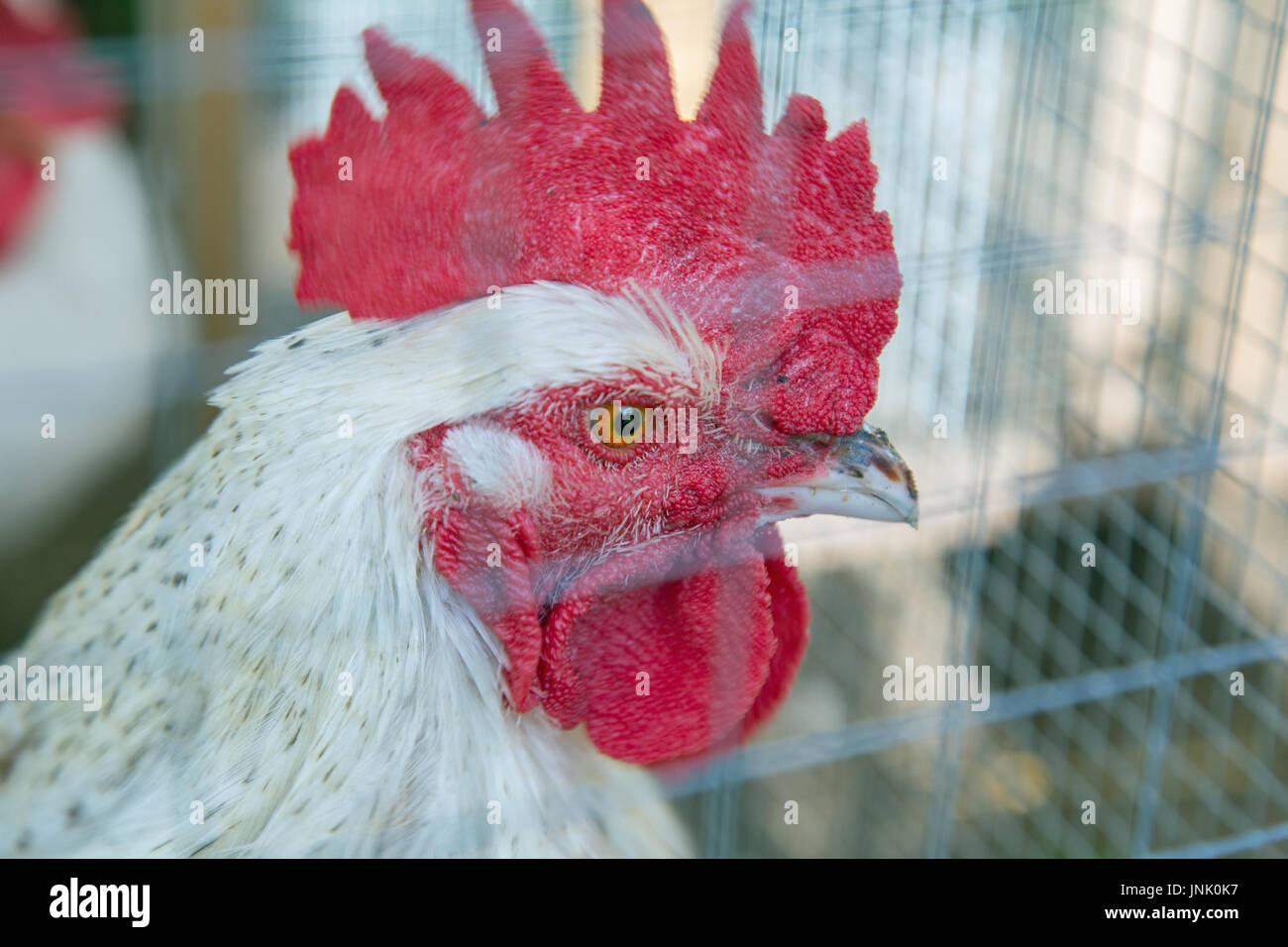 Des poulets dans le jardin Banque D'Images