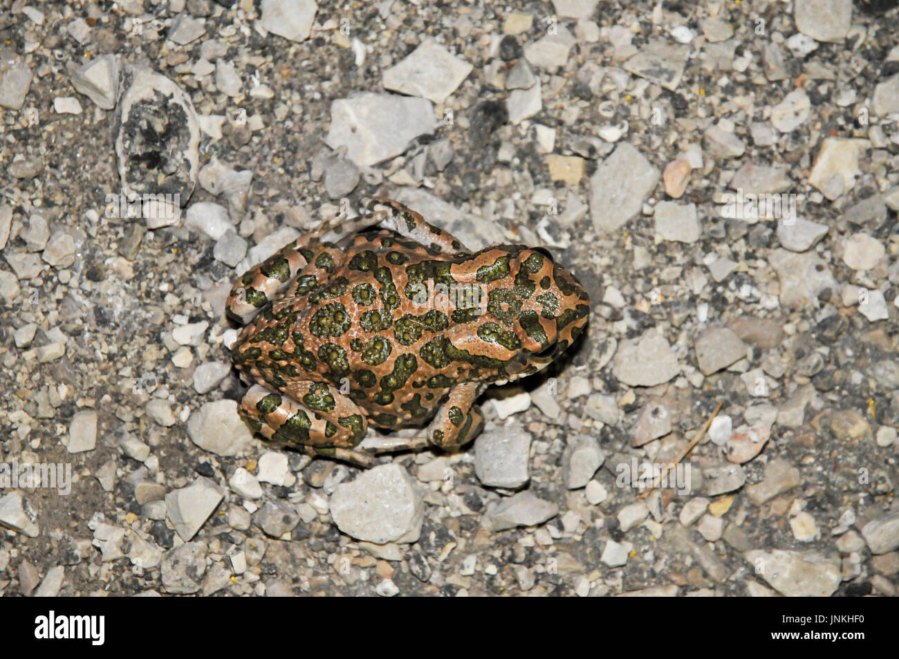 European Crapaud vert (Bufo viridis). Photographié en Israël en juin Banque D'Images