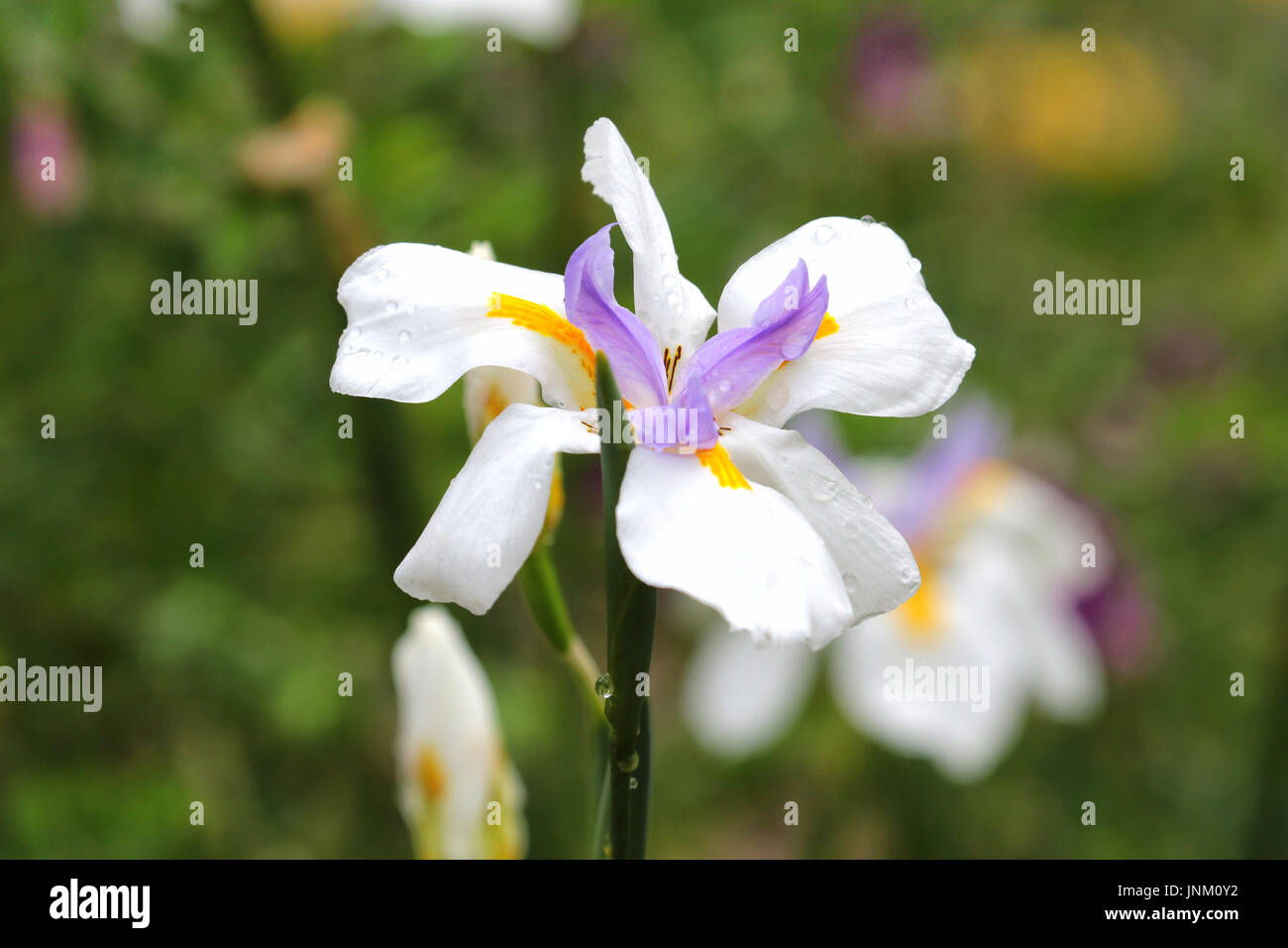 Mauve et blanche et délicate fleur jaune Photo Stock - Alamy