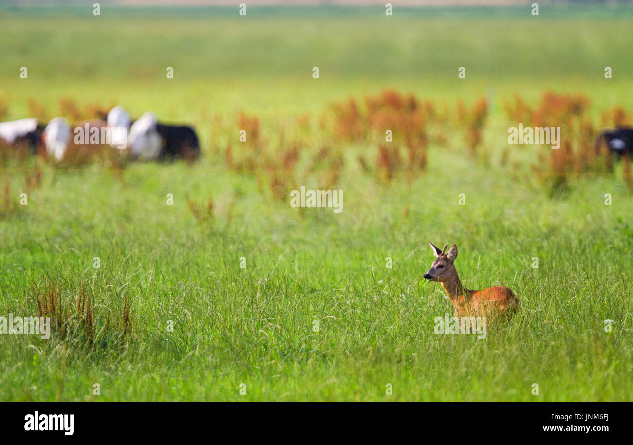 Roe buck dans un pré, le bétail dans l'arrière-plan Banque D'Images