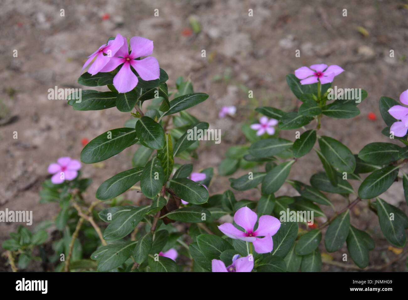 La photo est de mon jardin . Et le plus beau fleur en le monde. Qui raconte la beauté d'une reine. Qui ont de beaux yeux.Ses yeux vous ne pouvez pas voir mais Banque D'Images