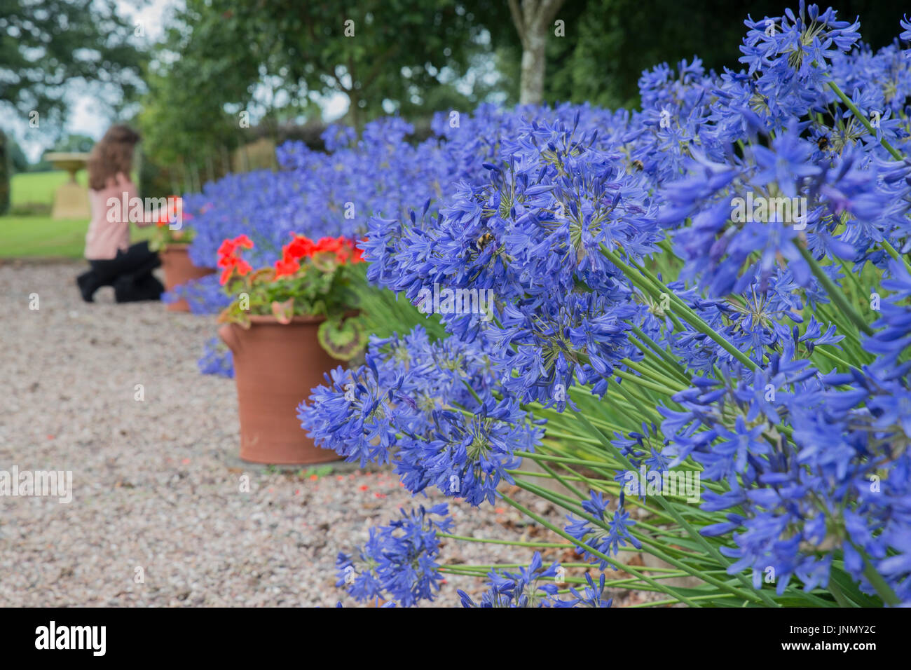 Agapanthus en fleur dans le jardin avec allée de graviers Banque D'Images