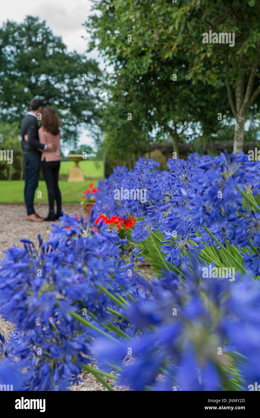 Agapanthus en fleur dans le jardin avec un chemin de gravier et deux personnes Banque D'Images