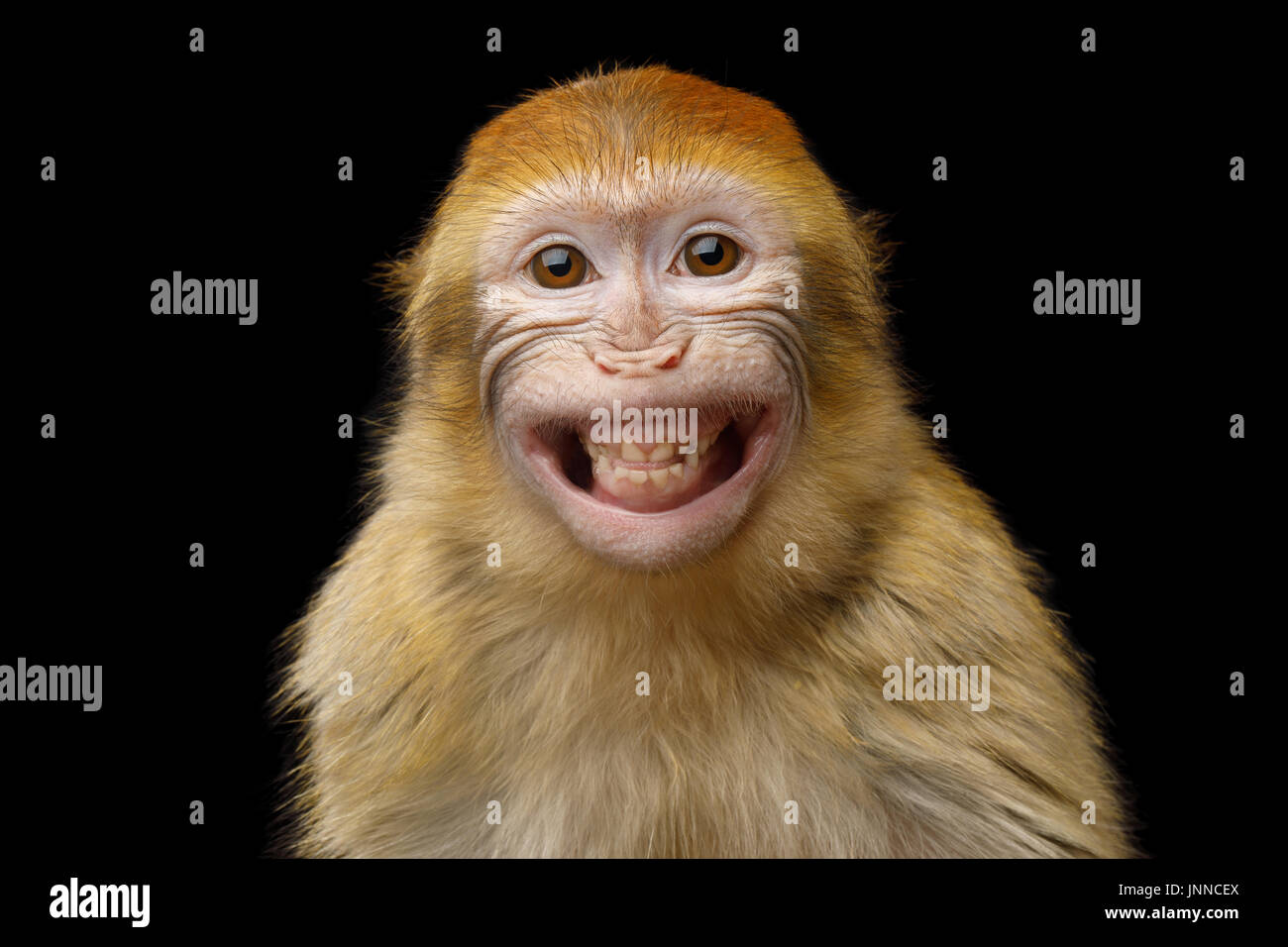 Macaque berbère Banque D'Images