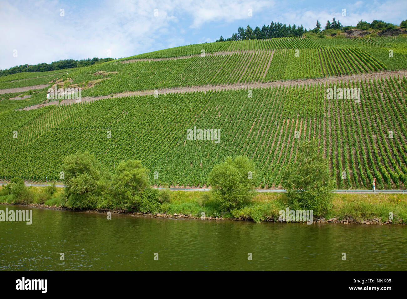 Weinberge an der Mosel bei Lieser, Mittelmosel, Rheinland-Pfalz, Landkreis Bernkastel-Wittlich, Deutschland, Europa | Vignobles, viticulture, Lieser, Banque D'Images