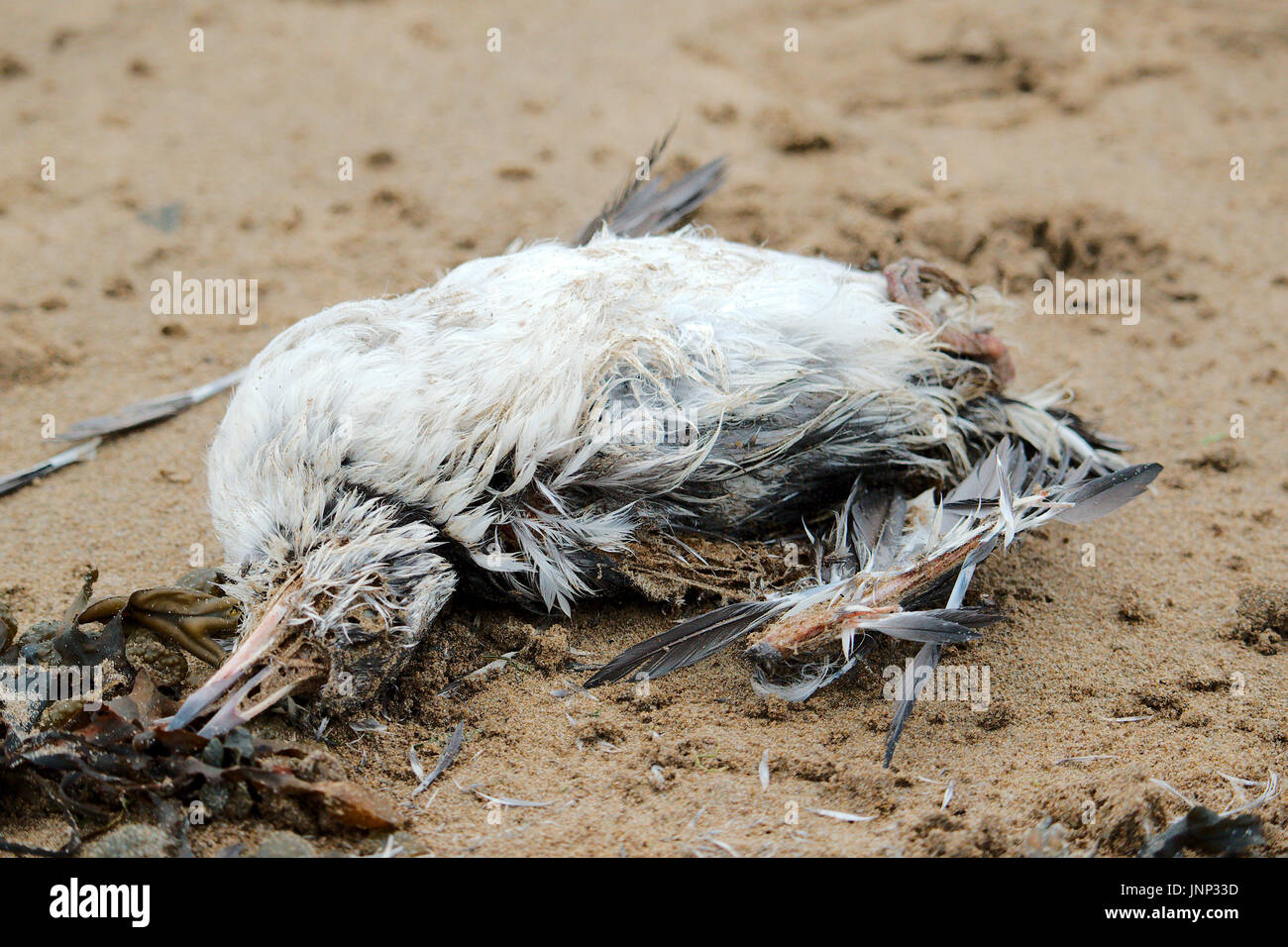 Oiseaux morts échoués sur une plage. Banque D'Images