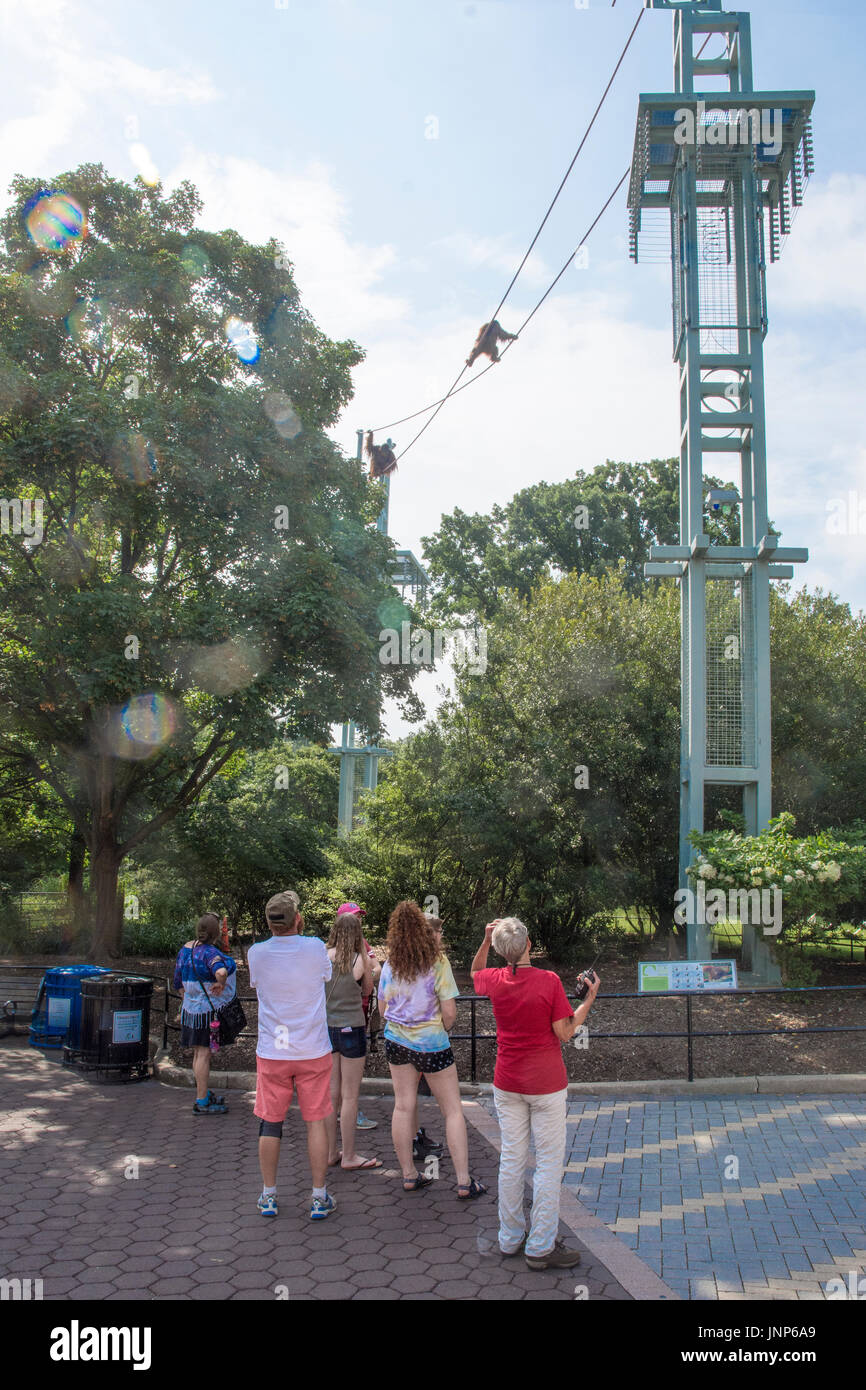 Les visiteurs comme les orangs-outans à pied et swing sur les câbles quarante pieds au-dessus du sol au National Zoo de Washington, DC. Banque D'Images