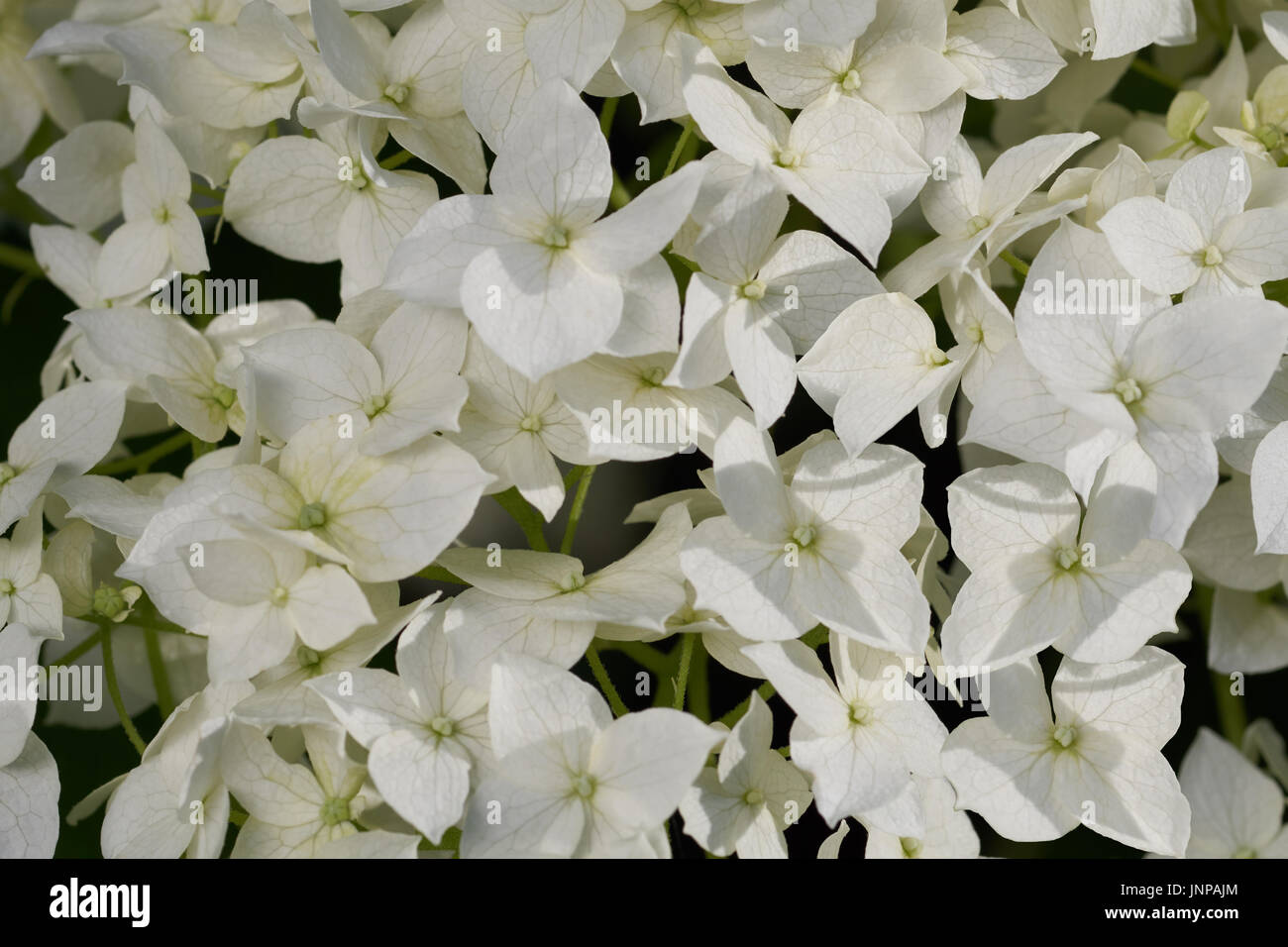 Close up of white flower Hydrangea arborescens Banque D'Images
