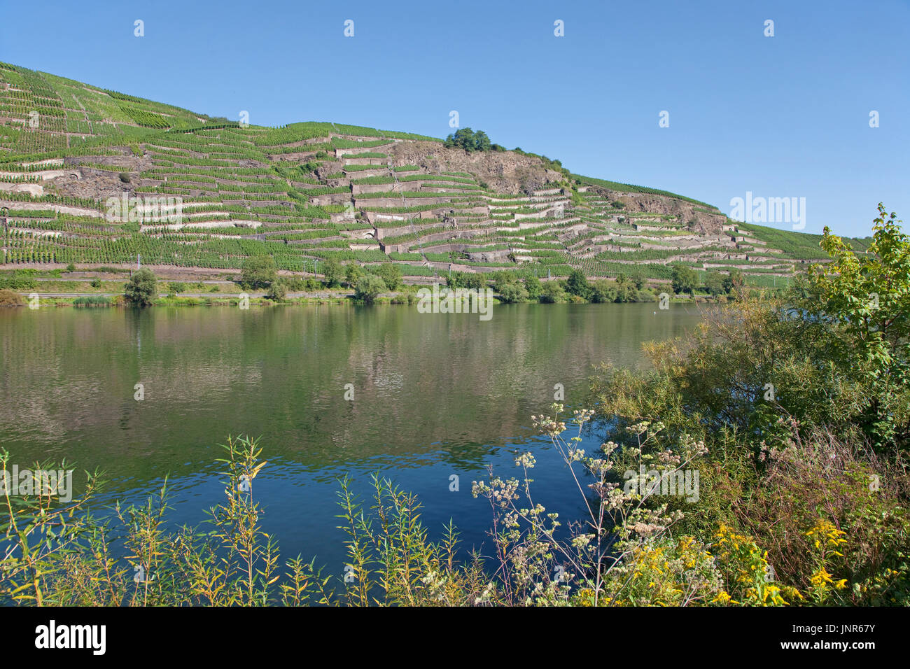 Terrassenmosel, Untermosel, Landkreis Mayen-Koblenz, Rheinland-Pfalz, Deutschland, Europa | vin terrasse, Moselle, Allemagne Banque D'Images