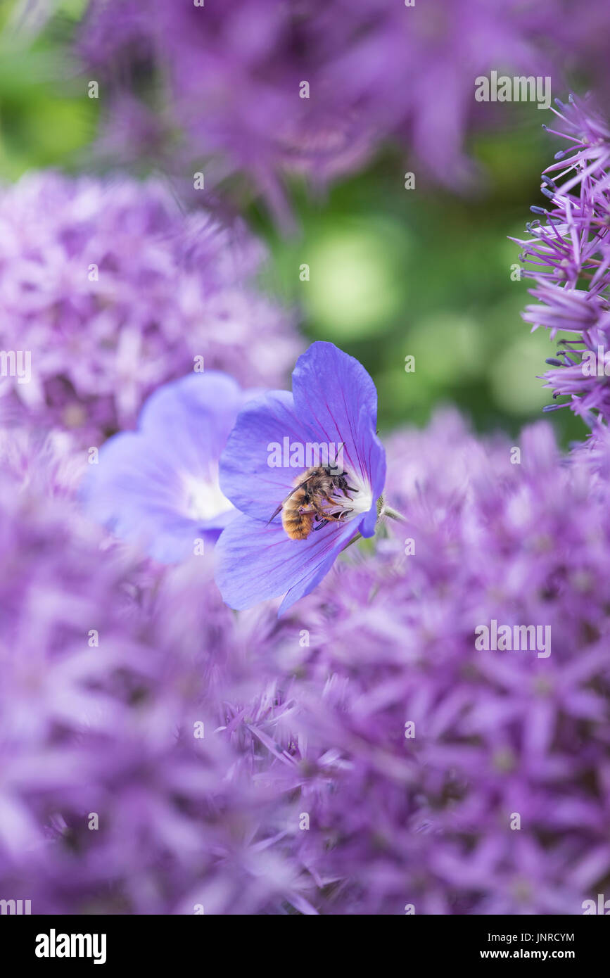 L'alimentation de l'abeille d'un Géranium Orion fleur dans un jardin. UK Banque D'Images