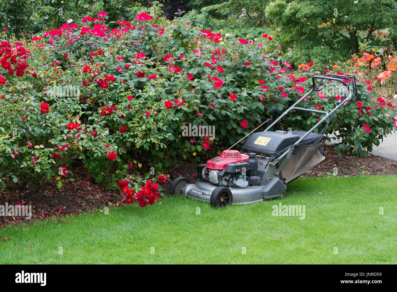 Tondeuse à essence dans un jardin. UK Banque D'Images