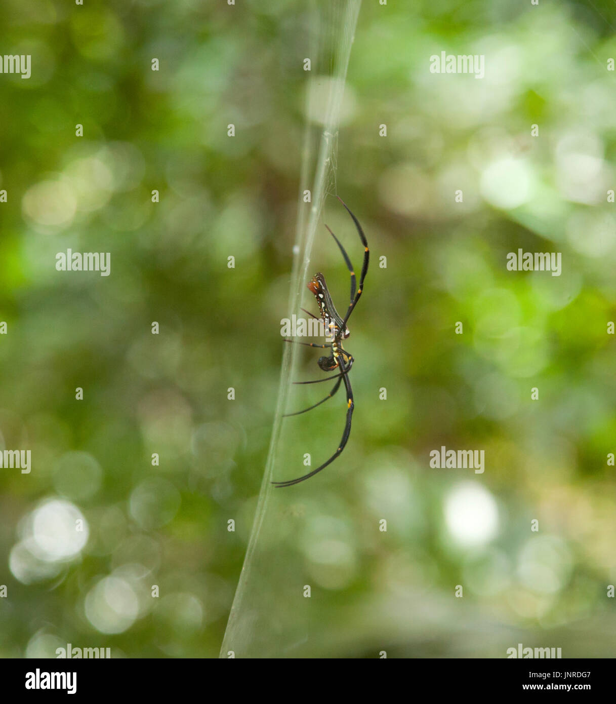 Nephila pilipes (nord du golden orb weaver ou globe doré géant Weaver) est une espèce de toile d'araignée. La Malaisie Banque D'Images